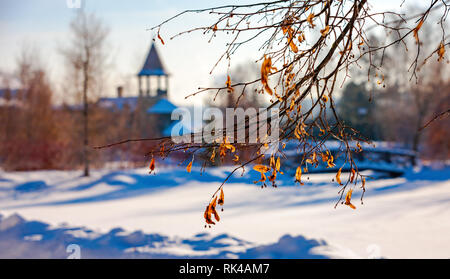 Linden rami contro lo sfondo di una winter park Foto Stock