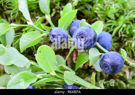 Macro shot di fresco, mirtilli maturi su abranch Foto Stock