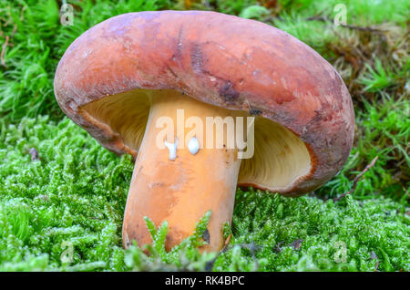 Lactarius volemus, deliziosi selvatici commestibili, a fungo con molti nomi comuni, piange il latte cap, Bruno milkcap, l'arancio-marrone lattiginosa, la voluminosa- Foto Stock