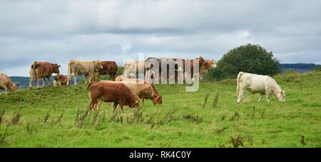 Una mandria di bovini sull Isola Santa del Lough Derg, Irlanda, vivere libero è in estate. Foto Stock