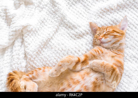 Lo zenzero gatto dorme sul soffice coltre bianca, casa accogliente e relax concetto, carino rosso o lo zenzero piccolo gatto. Foto Stock