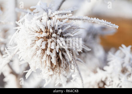 Thistle in inverno coperto di lunghi cristalli di ghiaccio dal congelamento di nebbia. Macro close up di gelo su una pianta di giardino Foto Stock
