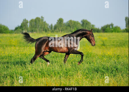 Dark bay Akhal-Teke stallion è in esecuzione nel trotto oltre il pascolo estivo in una giornata di sole. Orizzontale, vista laterale in movimento. Foto Stock