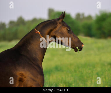 Libera bay Akhal-Teke cavallo in piedi al pascolo estivo con erba in bocca, orizzontale, verticale, vista laterale. Foto Stock