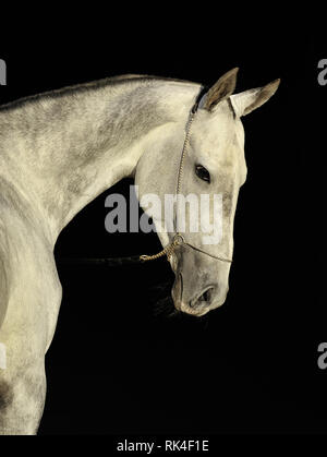 Ritratto di un grigio Akhal-Tehe cavallo in mostra catena halter guardando indietro. Verticale, isolati su sfondo nero. Foto Stock