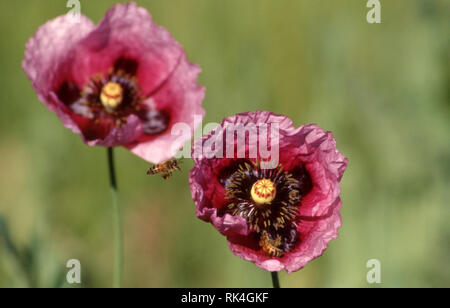 Un API vola da una rosa di papavero (Papaver) all'altro. Foto Stock