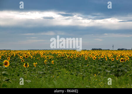 Un campo di giallo e oro girasoli sotto una torbida blu cielo estate nelle zone rurali a Canterbury, Nuova Zelanda Foto Stock