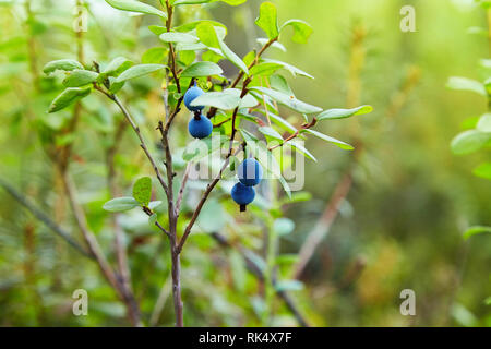 Bog Nord di mirtillo europeo. Mirtilli selvatici sul loro arbusto su una natura verde dello sfondo. Vaccinium uliginosum Foto Stock