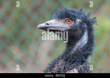 Close-up della testa di una UEM novaehollandiae Foto Stock