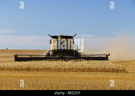 Raccolta di orzo con una mietitrebbia moderna (New Holland) vicino alla penisola di Lock Eyre nell'Australia meridionale Foto Stock