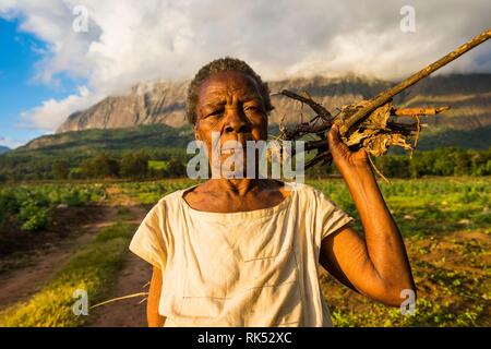 Vecchia donna con la legna da ardere per la sua strada di casa prima di Mount Mulanje, Malawi, Africa Foto Stock