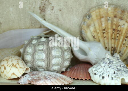 I gusci di crostacei in vari colori e forme come un bagno o servizi igienici decorazione. Foto Stock