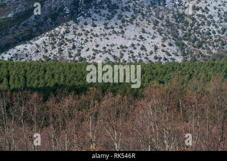 Sabinar de Peña Lampa, Peña Lampa, di Velilla del río Carrion, Montaña Palentina, Palencia, Castilla y Leon, Spagna, Europa Foto Stock