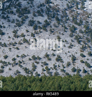 Sabinar de Peña Lampa, Peña Lampa, di Velilla del río Carrion, Montaña Palentina, Palencia, Castilla y Leon, Spagna, Europa Foto Stock