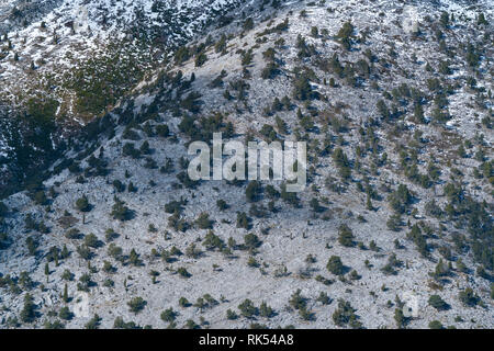 Sabinar de Peña Lampa, Peña Lampa, di Velilla del río Carrion, Montaña Palentina, Palencia, Castilla y Leon, Spagna, Europa Foto Stock