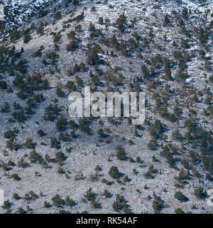 Sabinar de Peña Lampa, Peña Lampa, di Velilla del río Carrion, Montaña Palentina, Palencia, Castilla y Leon, Spagna, Europa Foto Stock