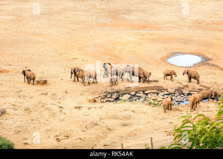 Branco di elefanti africani sulle pianure di Savannah a Tsavo East Park, Kenya Foto Stock