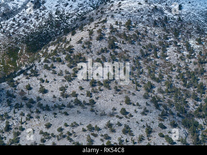 Sabinar de Peña Lampa, Peña Lampa, di Velilla del río Carrion, Montaña Palentina, Palencia, Castilla y Leon, Spagna, Europa Foto Stock