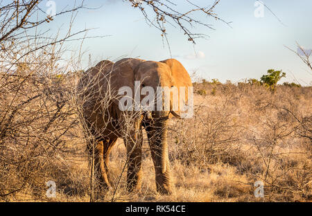 Primo piano dell' elefante africano sulle pianure di Savannah a Tsavo East Park, Kenya Foto Stock