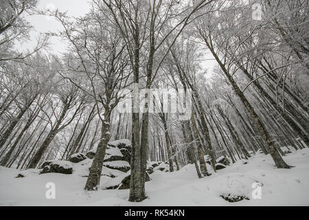 Bosco selvatico in appennino italiano con la neve Foto Stock