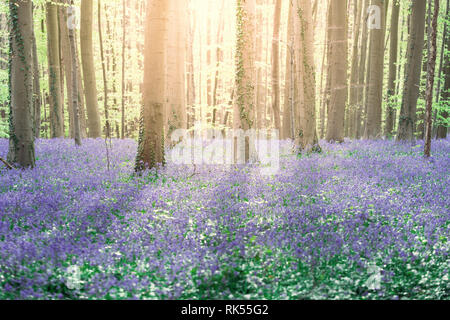 Hallerbos enchanted Blue Bells foresta in Belgio Foto Stock