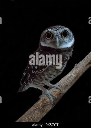 Spotted owlet, Athene brama, Foto Stock