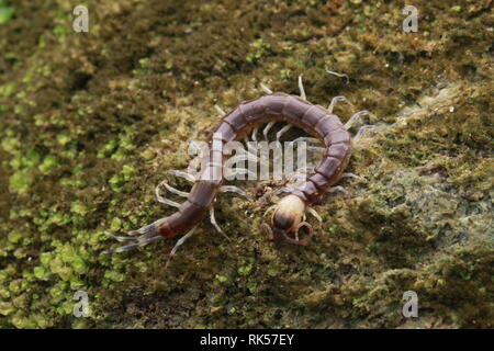 Centipede viola con testa gialla Foto Stock