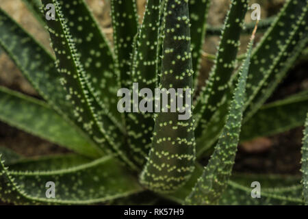 Primo piano foglie di Aloe aristata di colore verde scuro Foto Stock