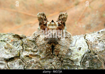 Ampia capo-corteccia Spider, Araneidae Caerostris (sp). Foto Stock