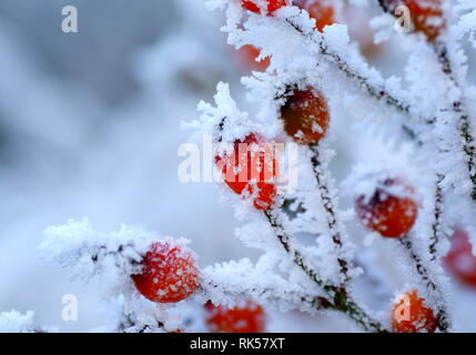 Primo piano os fianchi di rosa rossi profondi coperti di gelo Foto Stock