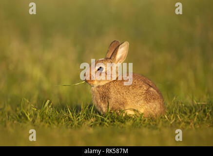 Chiusura del coniglio europeo mangiare erba nel prato, estate nel Regno Unito. Foto Stock