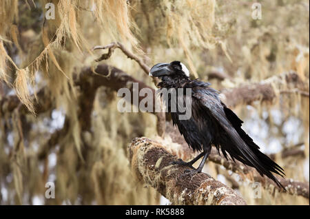 Close-up di una spessa fatturati corvo imperiale (Corvus crassirostris) appollaiato in un albero, Etiopia. Foto Stock