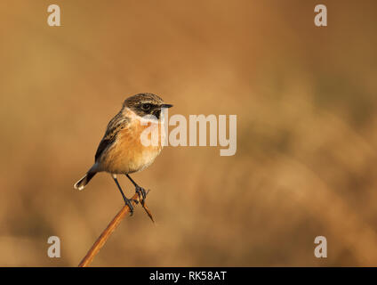 European stonechat appollaiate su un ramo contro sfondo giallo in ambiente naturale circostante, UK. Foto Stock