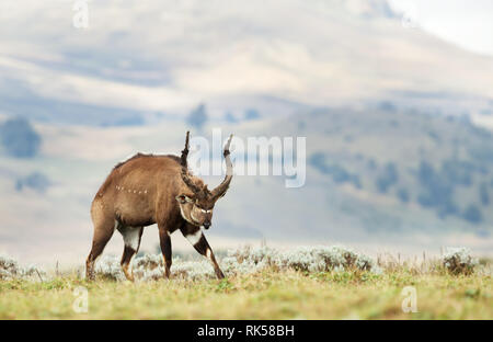 Close up di un imponente maschio Nyala di montagna in piedi nella prateria, Etiopia. Foto Stock