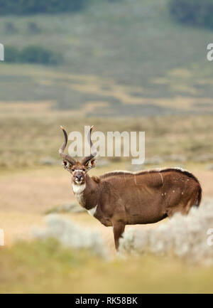 Close up di un maschio di montagna Nyala in piedi nella prateria, Etiopia. Foto Stock