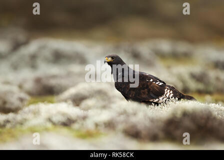 Close up di un augure poiana, montagne di balle, Etiopia. Foto Stock