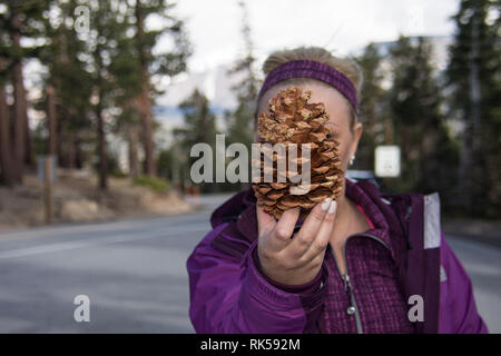 Una femmina di mano trattiene fino a Jeffrey pigna, una molto grande cono di pino trovati nelle montagne della Sierra Nevada della California, che copre il volto Foto Stock