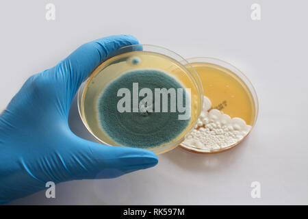 La mano guantata holding fungo nella capsula di petri Foto Stock