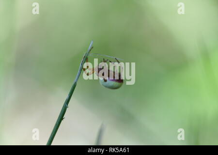 Sei Spotted Orb Weaver Spider pende da una levetta di erba! Foto Stock