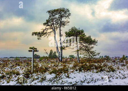 Fotografia paesaggio di due alberi di pino e waymarker post in inverno su cui Canford heath riserva naturale, Poole, Dorset. Foto Stock