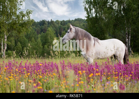 Bianco cavallo spagnolo con lunga criniera stand nel campo viola in estate. Orizzontale, vista laterale. Foto Stock