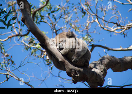 Natura pura nella foresta Australiana con un incredibile fauna selvatica. Wakeup poco Koala ! Foto Stock