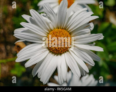 Close-up immagine di un fiore, dasiy margarite fiore in condizioni di luce diurna, isolato Foto Stock