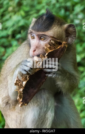 Lunga coda Macaque, Angkor Wat, Siem Reap, Cambogia Foto Stock