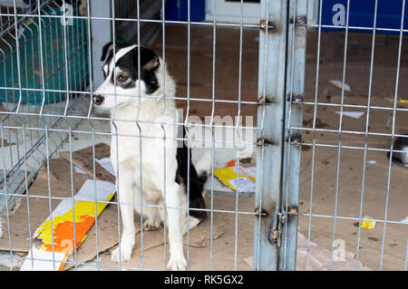 Bello cane in shelter, tema la carità, animal shelter, cane rescue Foto Stock