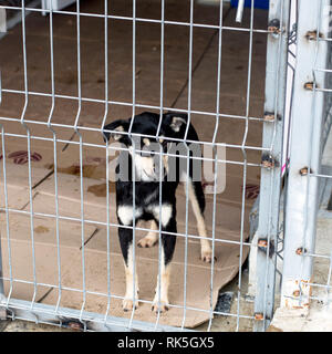 Little Black cane randagio in shelter, tema la carità, animal shelter, cane rescue Foto Stock