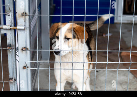 Piegare il cane nel rifugio gabbia, il tema della carità e della misericordia, animal shelter, cane di salvataggio, di volontariato Foto Stock