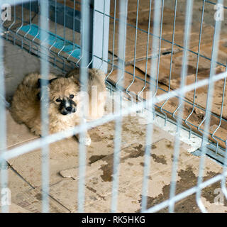 Due marrone cuccioli di senzatetto in una gabbia di ricovero, di carità e di misericordia del tema, animal shelter, cane di salvataggio, di volontariato Foto Stock