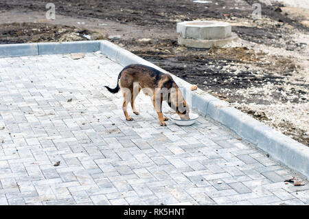 Senzatetto cane mangiare sulla strada il tema di carità e di misericordia, animal shelter, cane di salvataggio, di volontariato Foto Stock