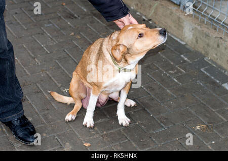 Volunteer petting un cane randagio in shelter, il tema della carità e della misericordia, animal shelter, cane di salvataggio, di volontariato Foto Stock